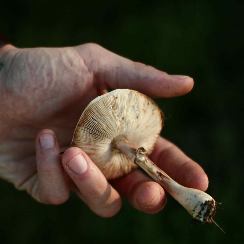 Shrooms | Funguyz Canada