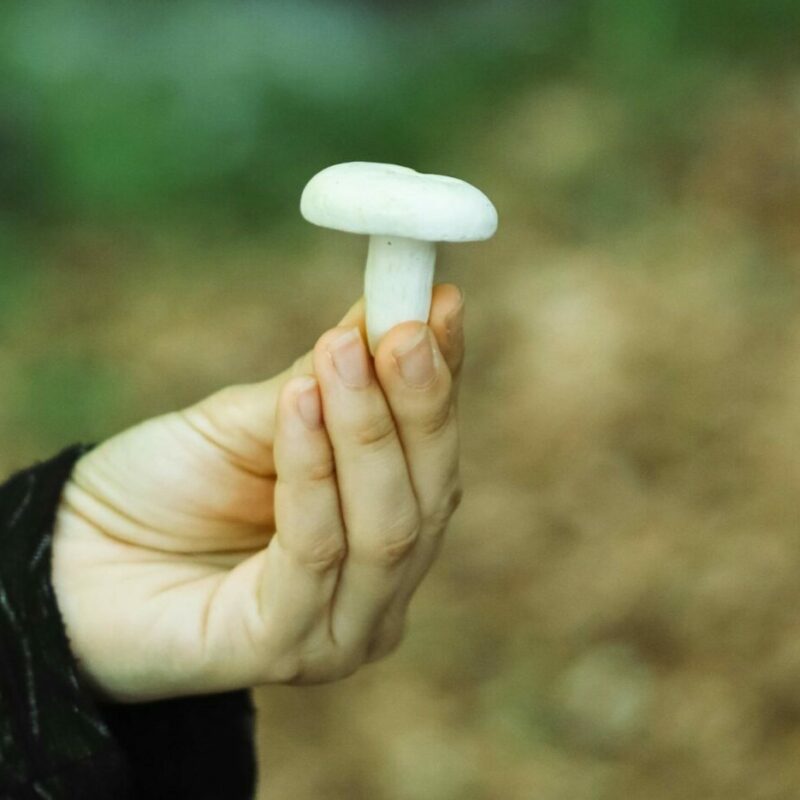 shrooms online in Canada | Funguyz Canada