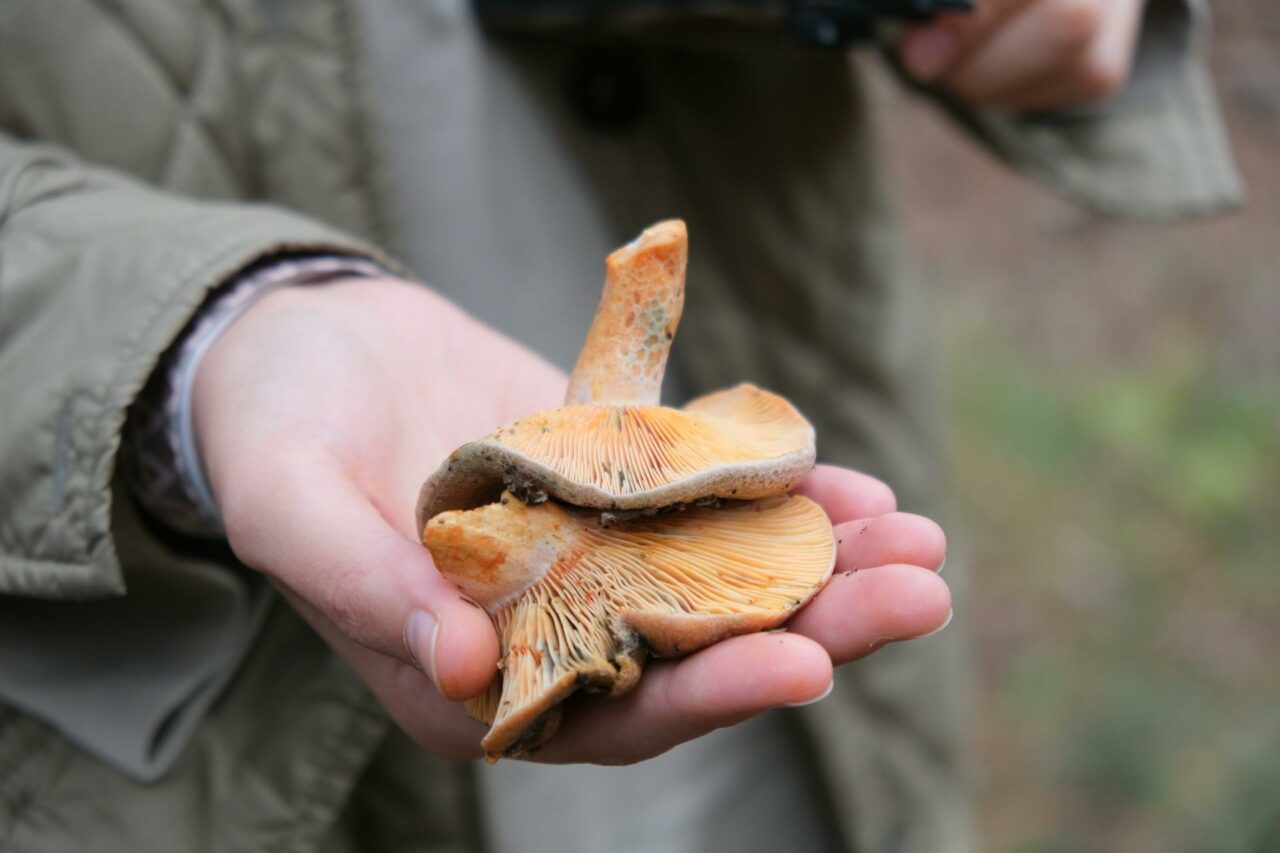 The Reasons Apex Strain Mushrooms Will Always Be a Part of My Self-Care Routine