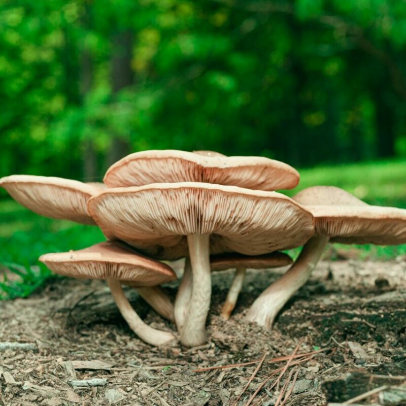 Big Daddy Mushroom | Funguyz Canada