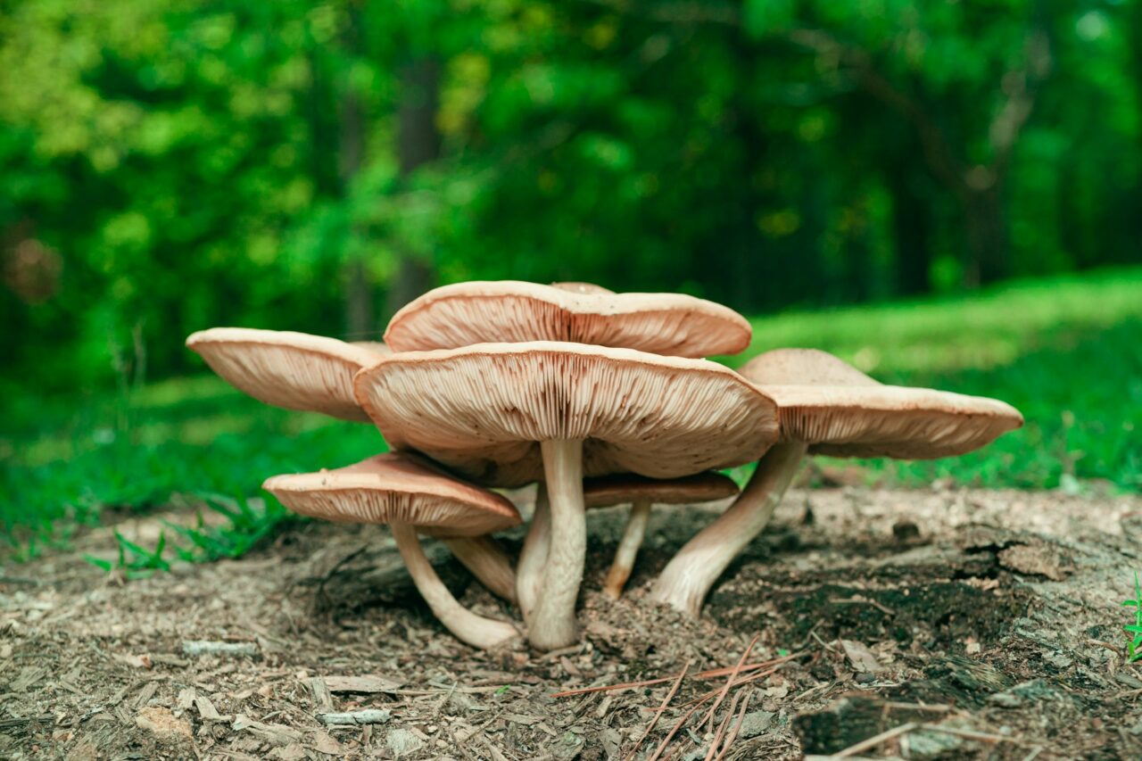 Sampled the “Big Daddy” Mushroom during a Hike—Would Highly Recommend, 10/10