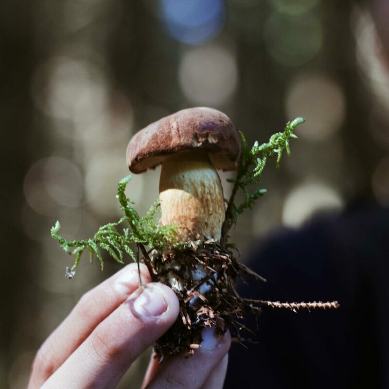 Buy Shrooms | Funguyz Canada