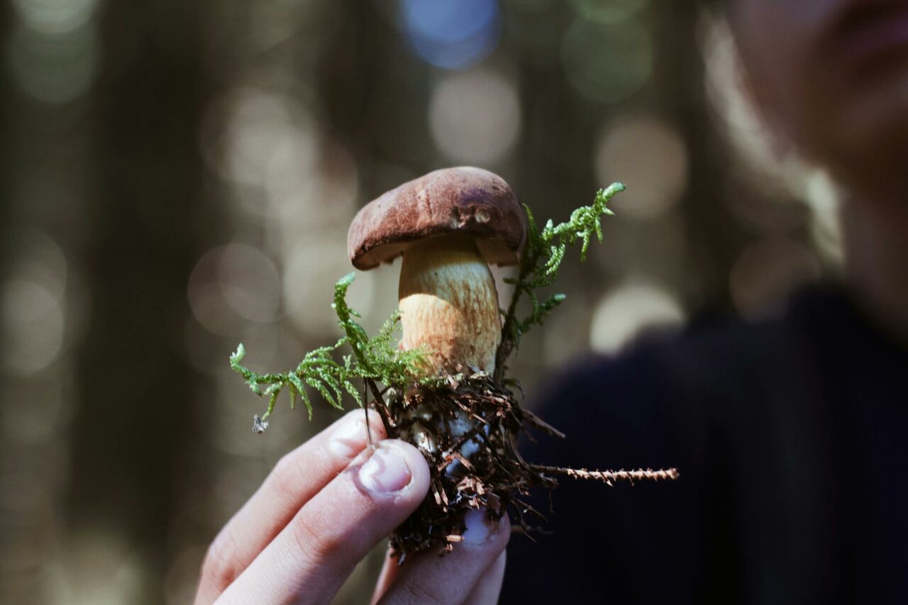 Purchase Mushrooms Online? A Retiree Regrets Not Using Psilocybin 45 Years Earlier