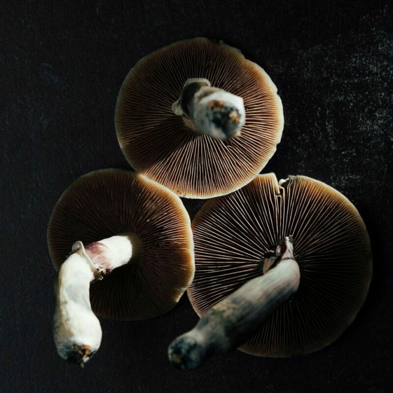 Magic Mushroom Canada | Funguyz Canada