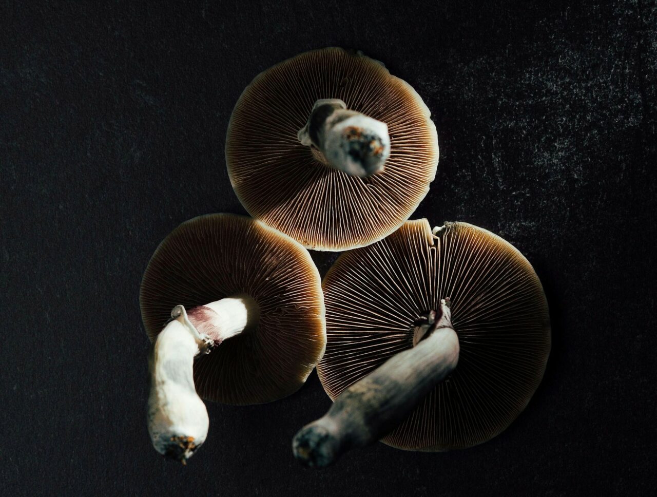 Experts in Canada on Magic Mushrooms – The Reasons Why Natural Psilocybin Impacts More Intensely Than Its Lab-Created Counterpart