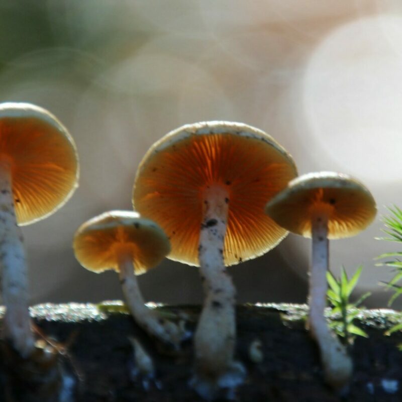 Magic Mushroom Delivery | Funguyz Canada