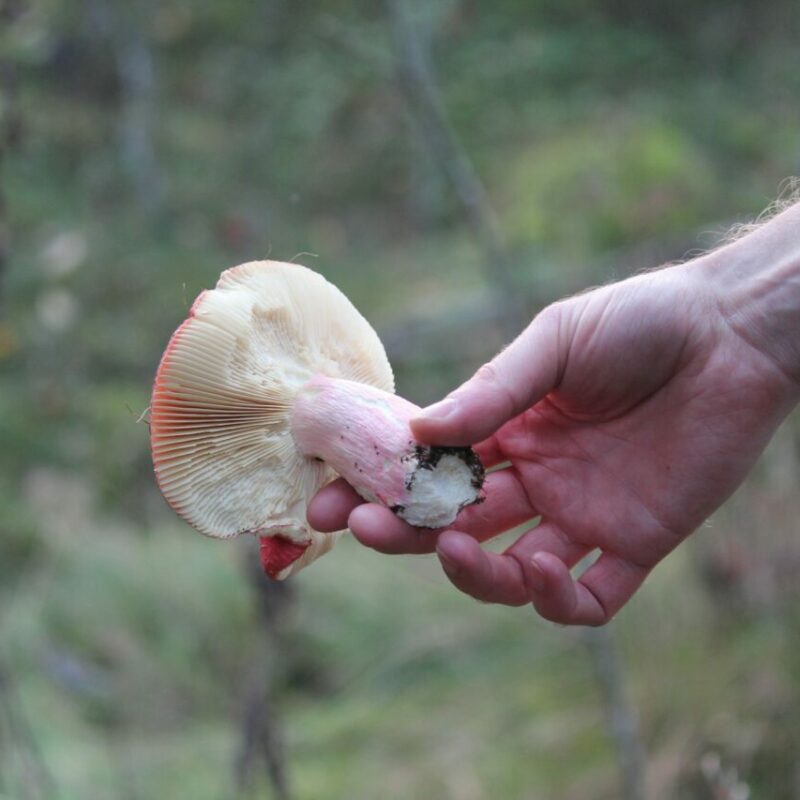 Magic Mushroom Delivery | Funguyz Canada