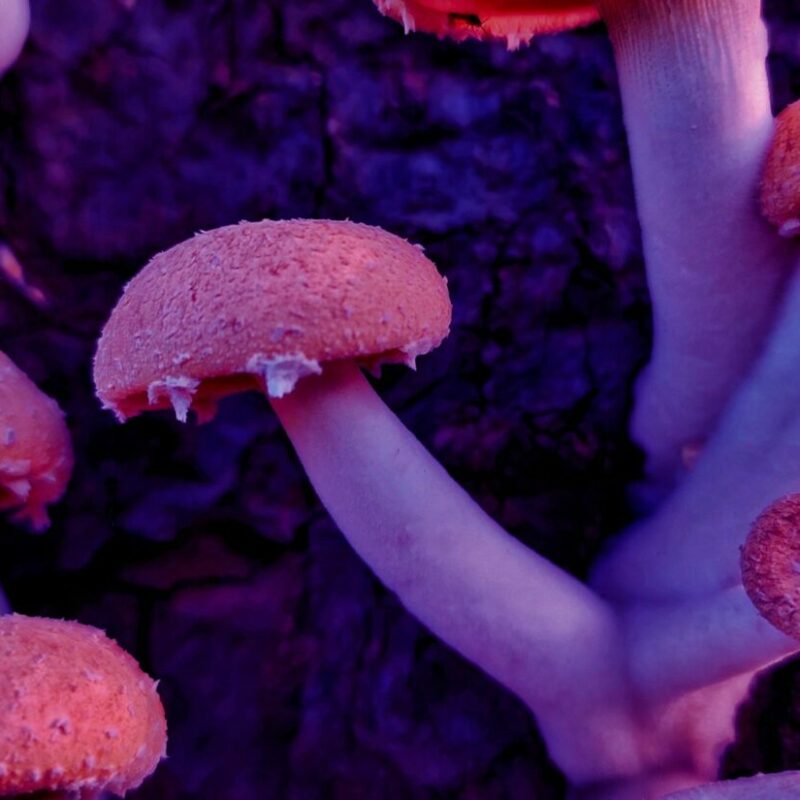 Mushroom Dispensary | Funguyz Canada