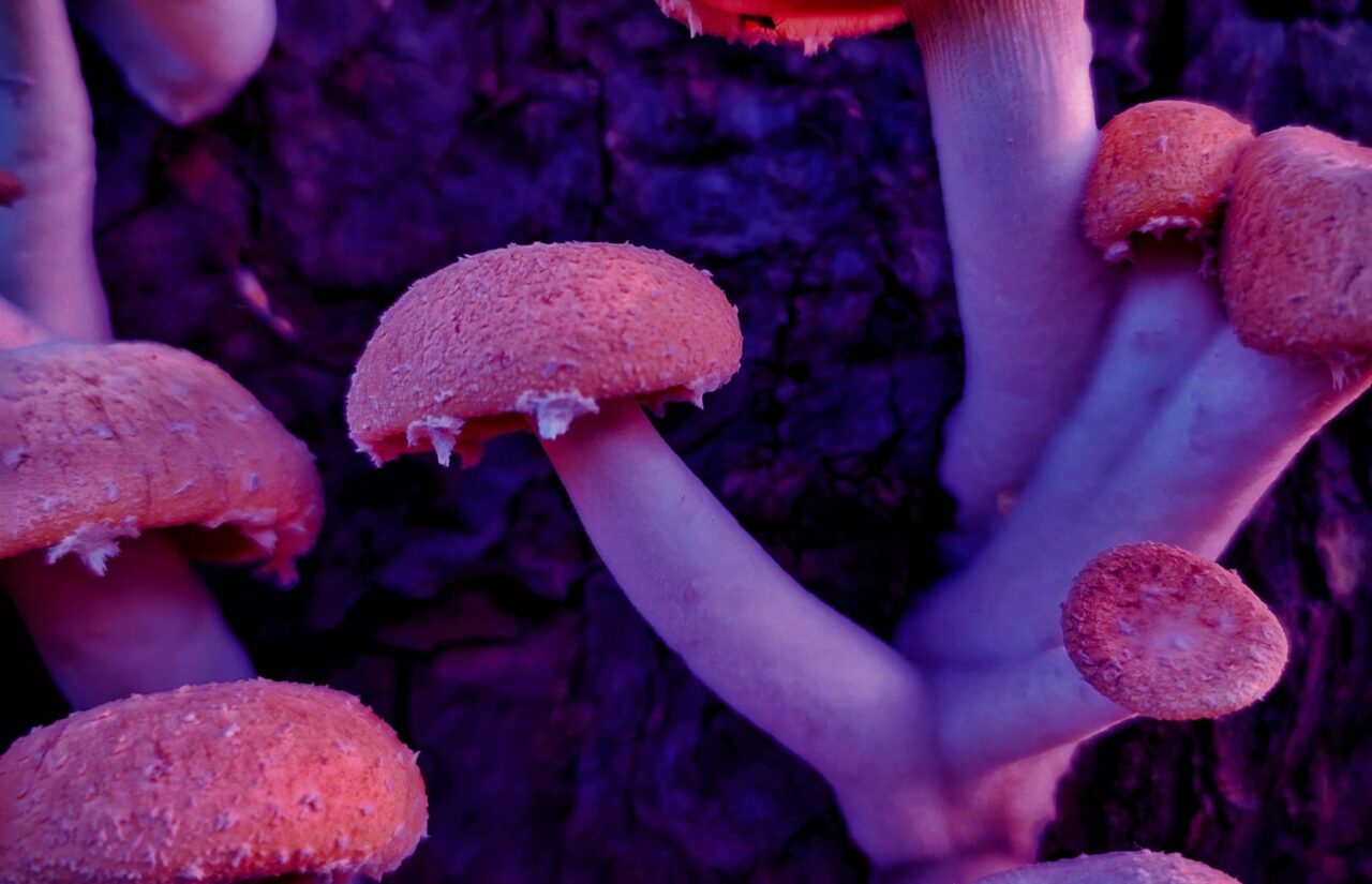 How Psilocybin, Obtained from Mushroom Dispensaries, Might Help Recondition Minds Burdened by HIV-Related Stigma