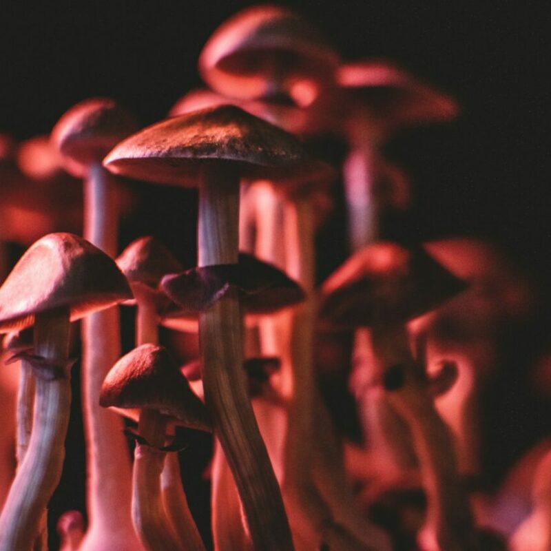 Shrooms Canada | Funguyz Canada