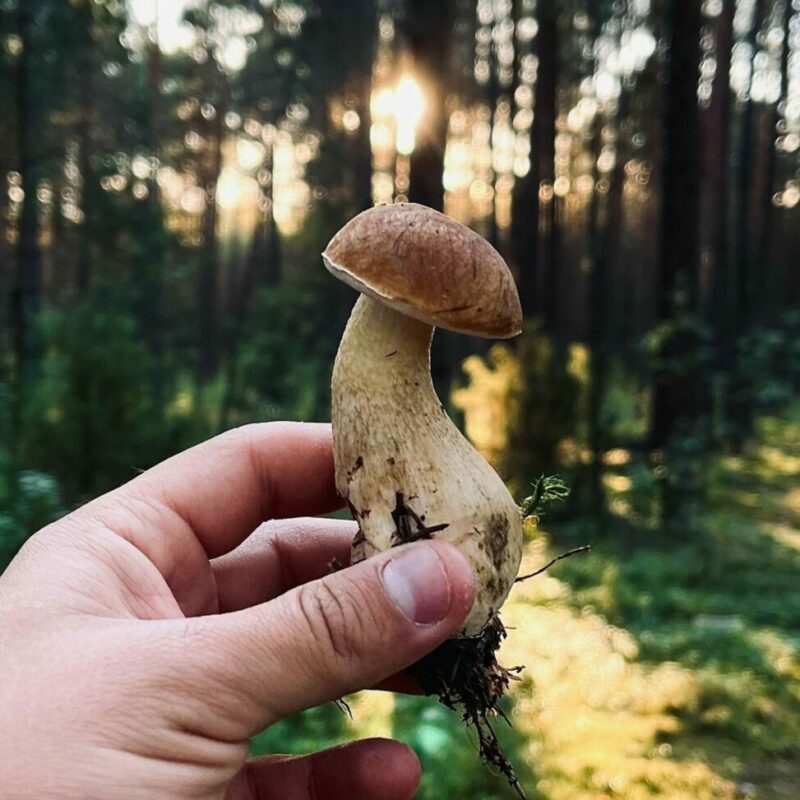 Shrooms Delivery Canada | Funguyz Canada
