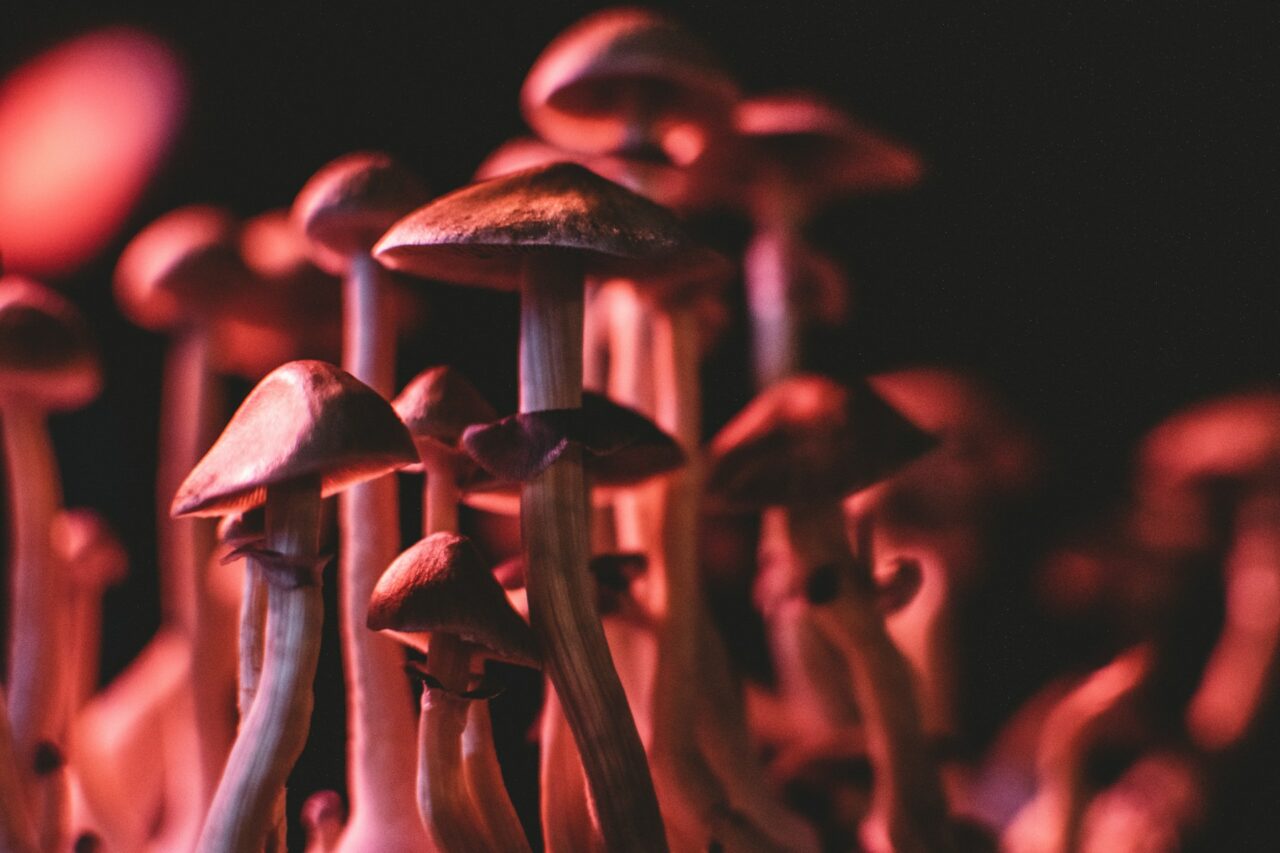 How I Successfully Purchased Psychedelics Online (And Steered Clear of Scams)